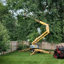 How Our Tree Care Process Works  in James City, NC